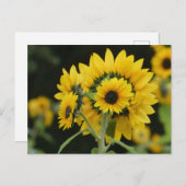 ひまわり花束DIYはがき ポストカード (正面/裏面)
