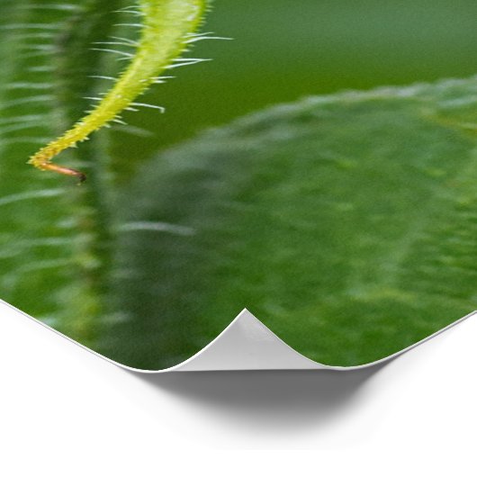 ひまわり芽 ポスター (角)