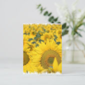 ひまわり葉書のフィールド ポストカード (スタンド正面)