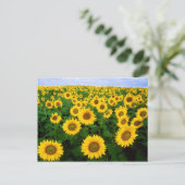 ひまわり葉書のフィールド ポストカード (スタンド正面)