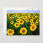 ひまわり葉書のフィールド ポストカード (正面/裏面)