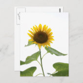 ひまわり葉書 ポストカード (正面/裏面)