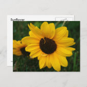 ひまわり葉書 ポストカード (正面/裏面)