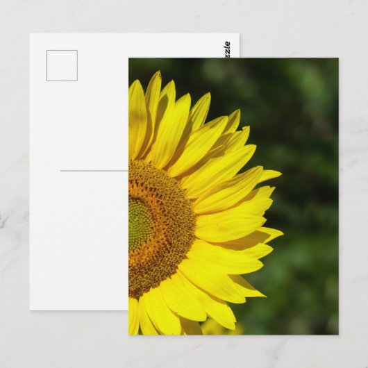 ひまわり葉書 ポストカード (正面/裏面)