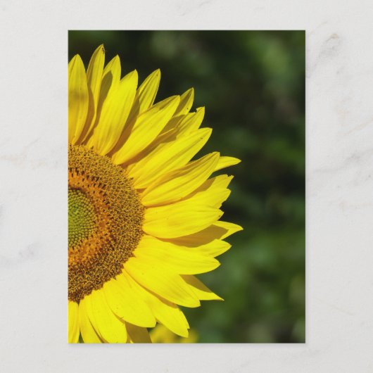 ひまわり葉書 ポストカード (正面)