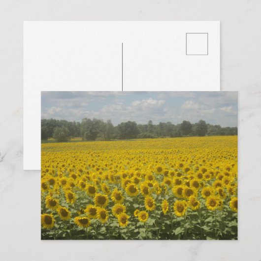 ひまわり葉書 ポストカード (正面/裏面)