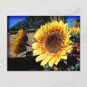 ひまわり葉書 ポストカード (正面)