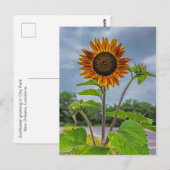 ひまわり葉書 ポストカード (正面/裏面)