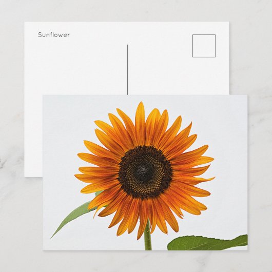 ひまわり葉書 ポストカード (正面/裏面)