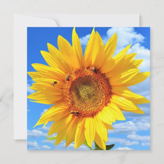 ひまわり蜂カード カード (裏面)