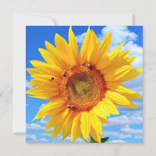 ひまわり蜂カード カード (正面)
