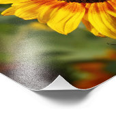 ひまわり赤ヘリアンサス フォトプリント            (角)