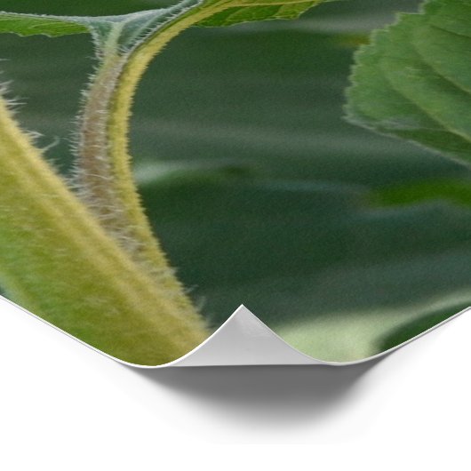 ひまわり車線 ポスター (角)