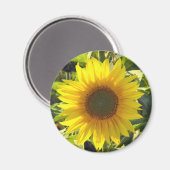 ひまわり輝き マグネット (正面/裏面)