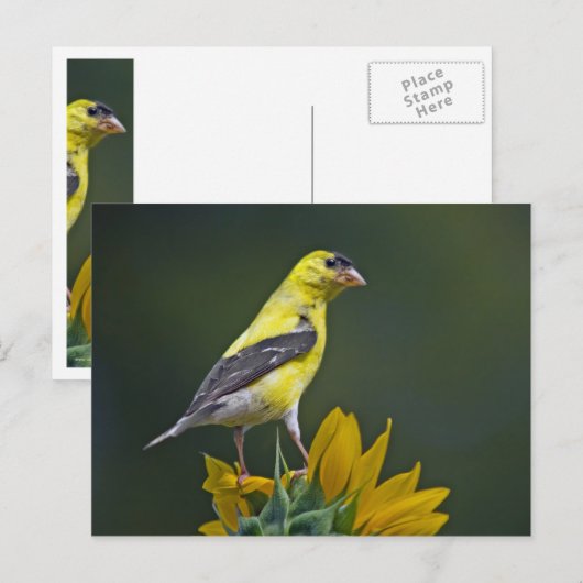 ひまわり金魚 ポストカード (正面/裏面)