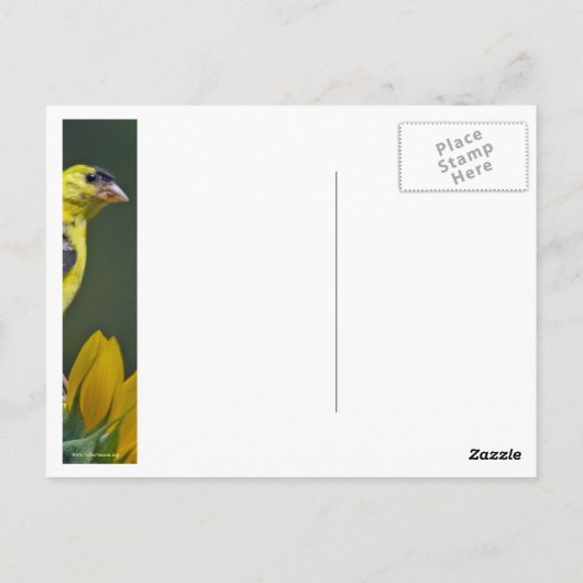 ひまわり金魚 ポストカード (裏面)