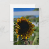 ひまわり開花 ノートカード (正面/裏面)