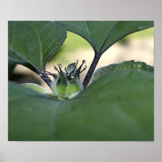 ひまわり露ポスター ポスター (正面)