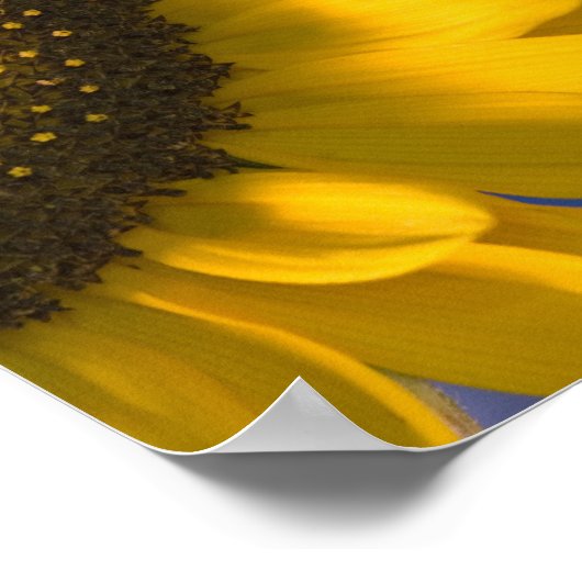 ひまわり青 ポスター (角)