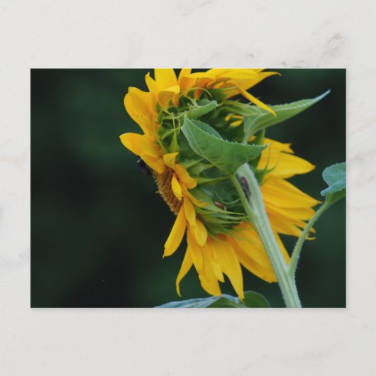 ひまわり鮮やかの優雅さ ポストカード (正面)