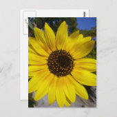 ひまわり黄色 ポストカード (正面/裏面)
