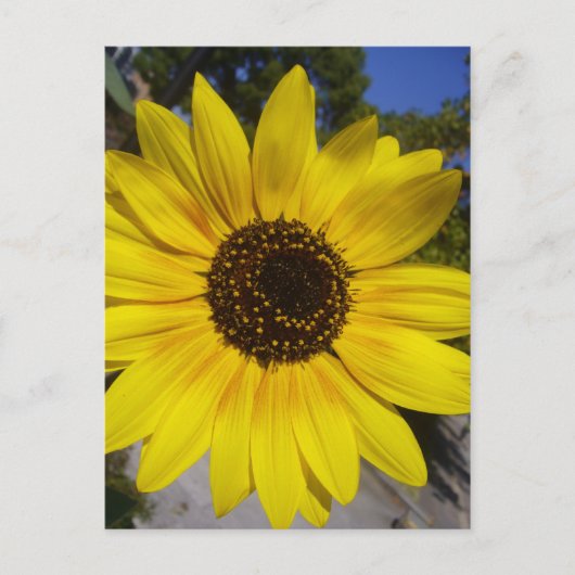 ひまわり黄色 ポストカード (正面)