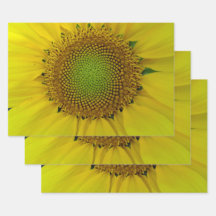 ひまわり黄金比