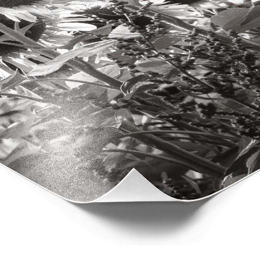 ひまわり黒白ファインアート撮影 フォトプリント            (角)