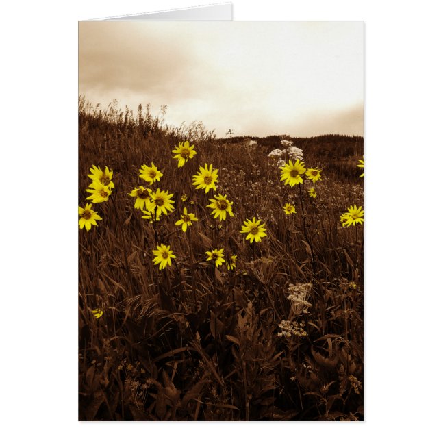 ひまわり (正面)