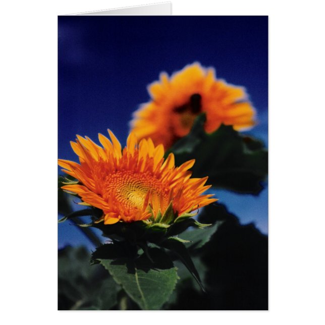 ひまわり (正面)