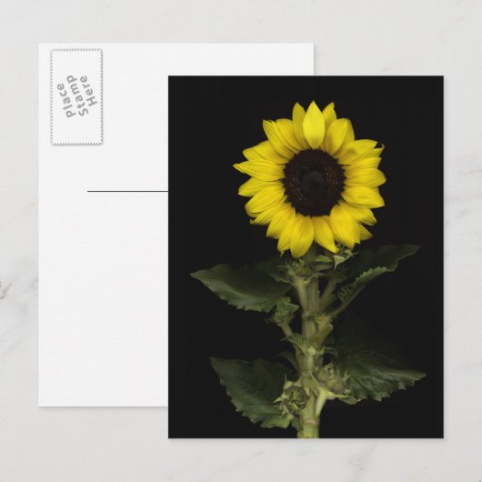 ひまわり11 ポストカード (正面/裏面)