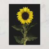 ひまわり11 ポストカード (正面)