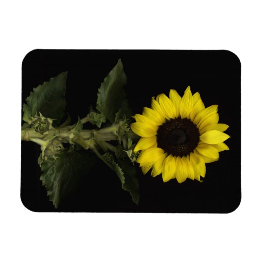 ひまわり11 マグネット (横)