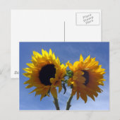 ひまわり2枚はがき ポストカード (正面/裏面)