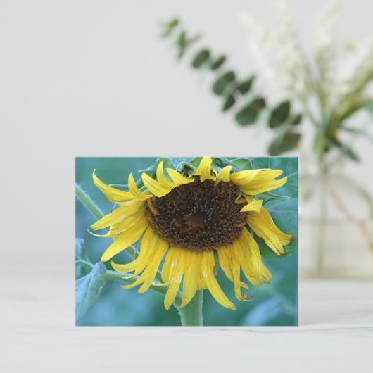 ひまわり2 ポストカード (スタンド正面)