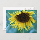 ひまわり2 ポストカード (正面/裏面)