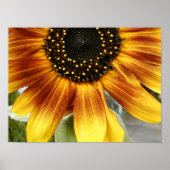 ひまわり3 ポスター (正面)