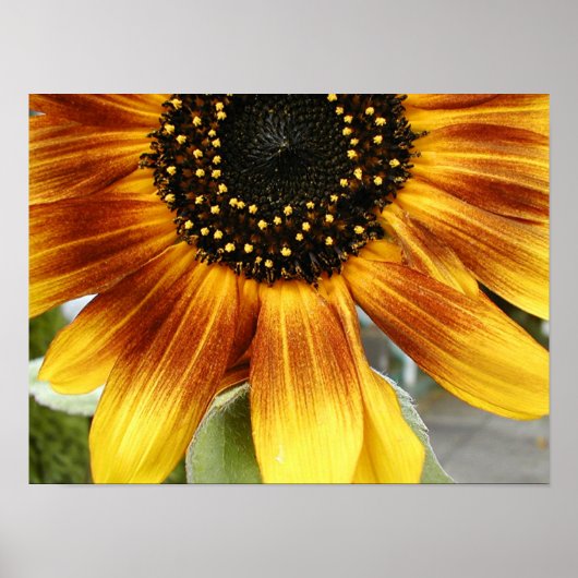 ひまわり3 ポスター (正面)