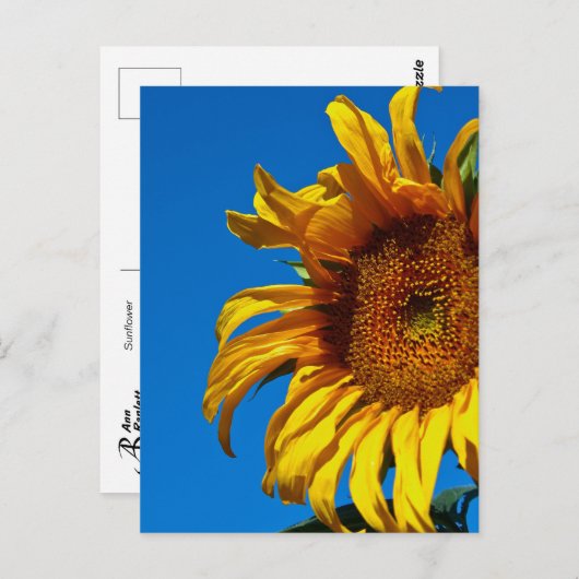 ひまわり – はがき (正面/裏面)