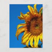ひまわり – はがき (正面)