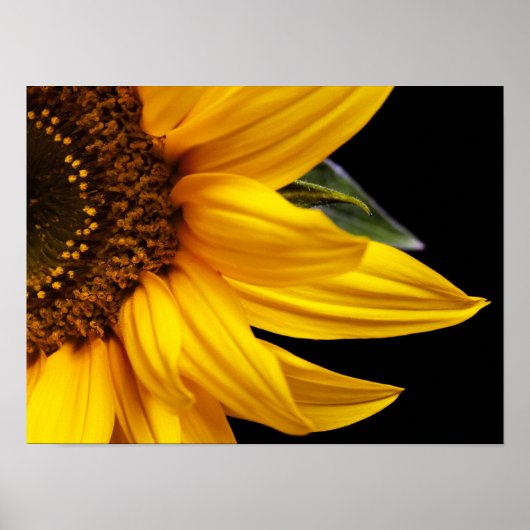 ひまわり – ひまわりカスタマイズテンプレート空白の ポスター (正面)