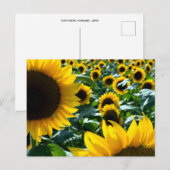 ひまわり（ひまわり）：日本 ポストカード (正面/裏面)
