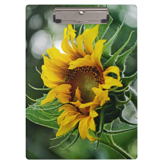 ひまわり クリップボード (正面)