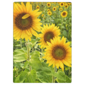 「ひまわり」クリップボード クリップボード (裏面)