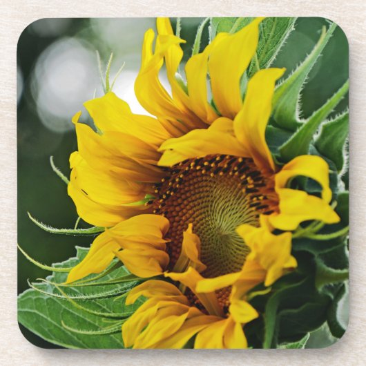 ひまわり コースター (正面)