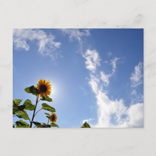 ひまわり&サンシャイン ポストカード (正面)