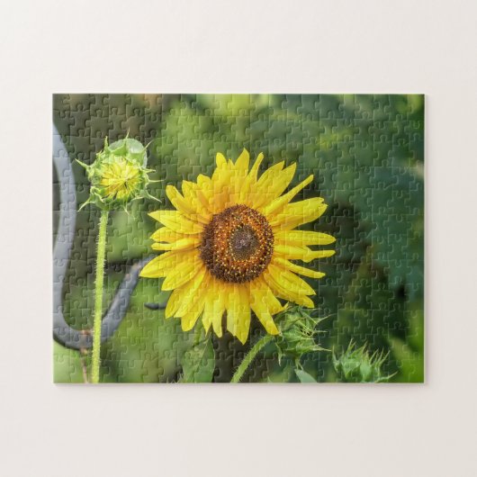 ひまわり ジグソーパズル (横)