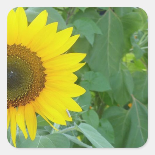 ひまわり スクエアシール (正面)