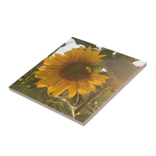 ひまわり タイル (側面)