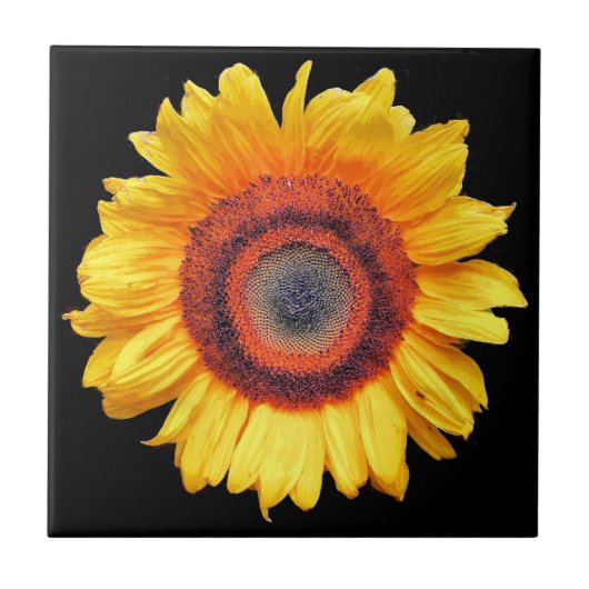 ひまわり タイル (正面)